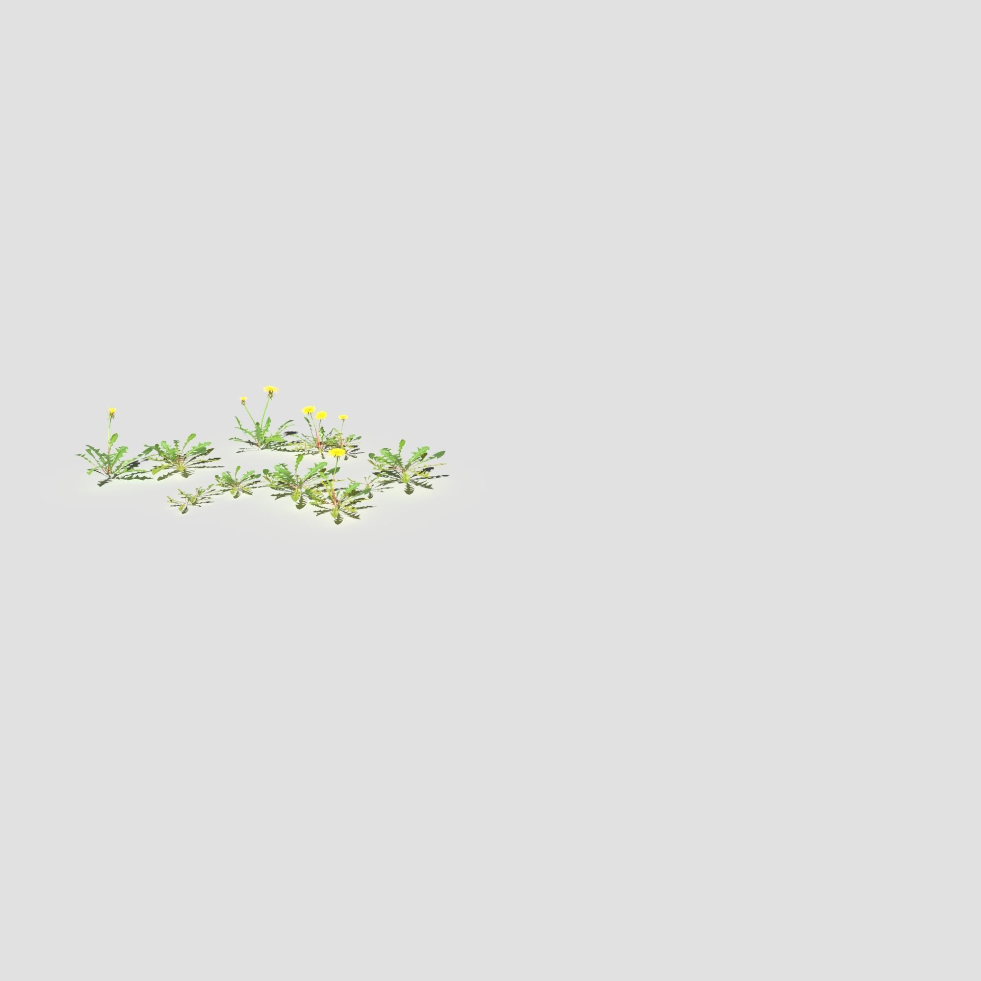 Creeping Buttercup Flower Meadow Patch 3D model_12