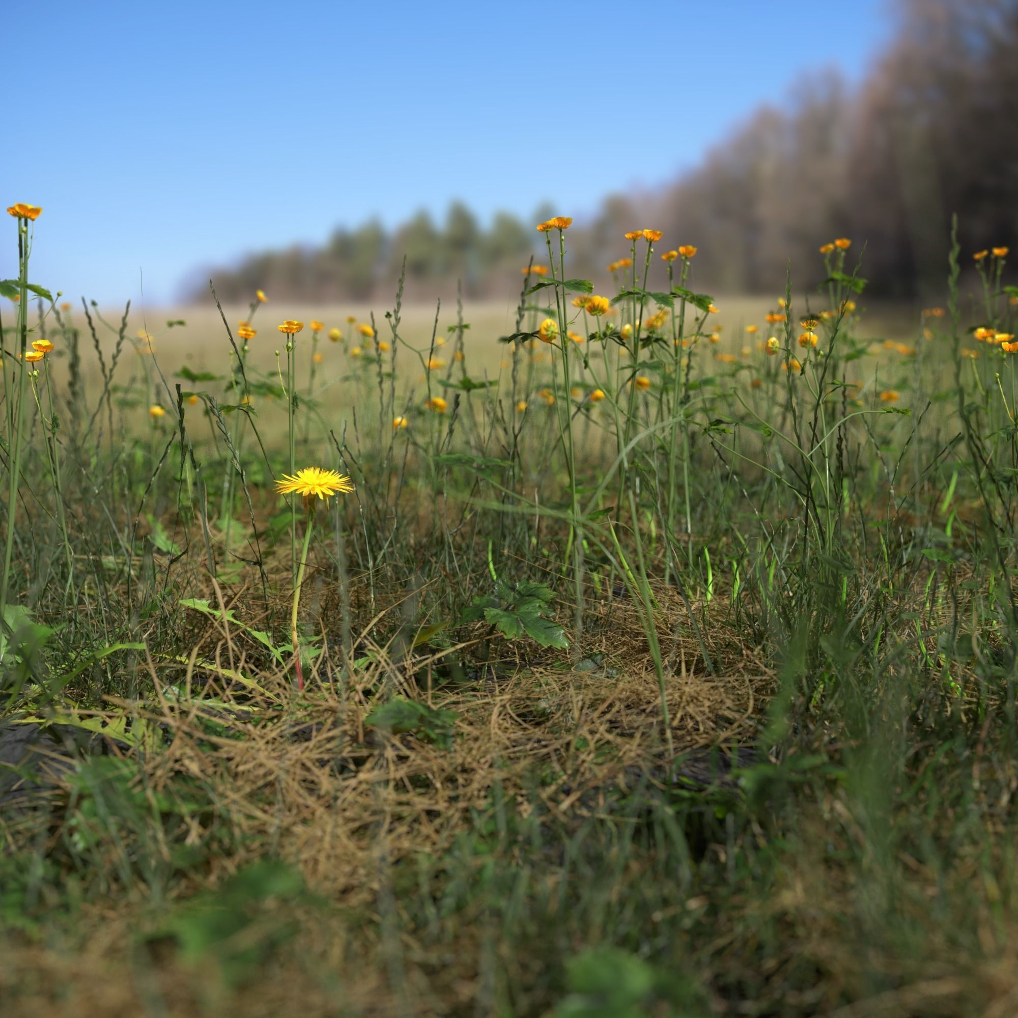 Creeping Buttercup Flower Meadow Patch 3D model_1