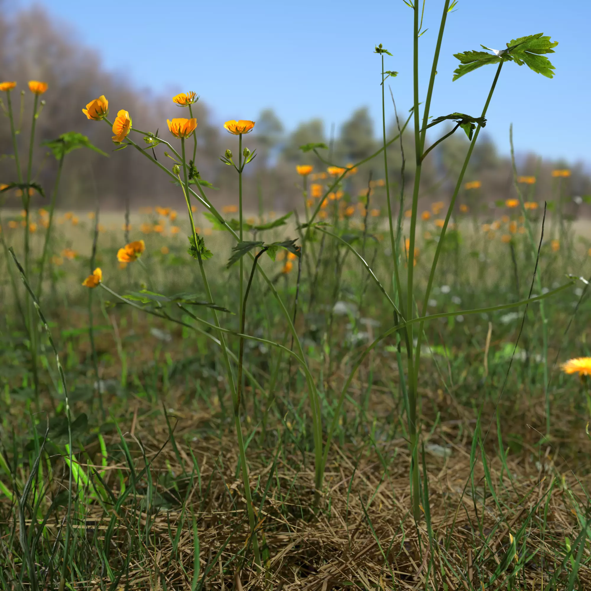 Creeping Buttercup Flower Meadow Patch 3D model_0