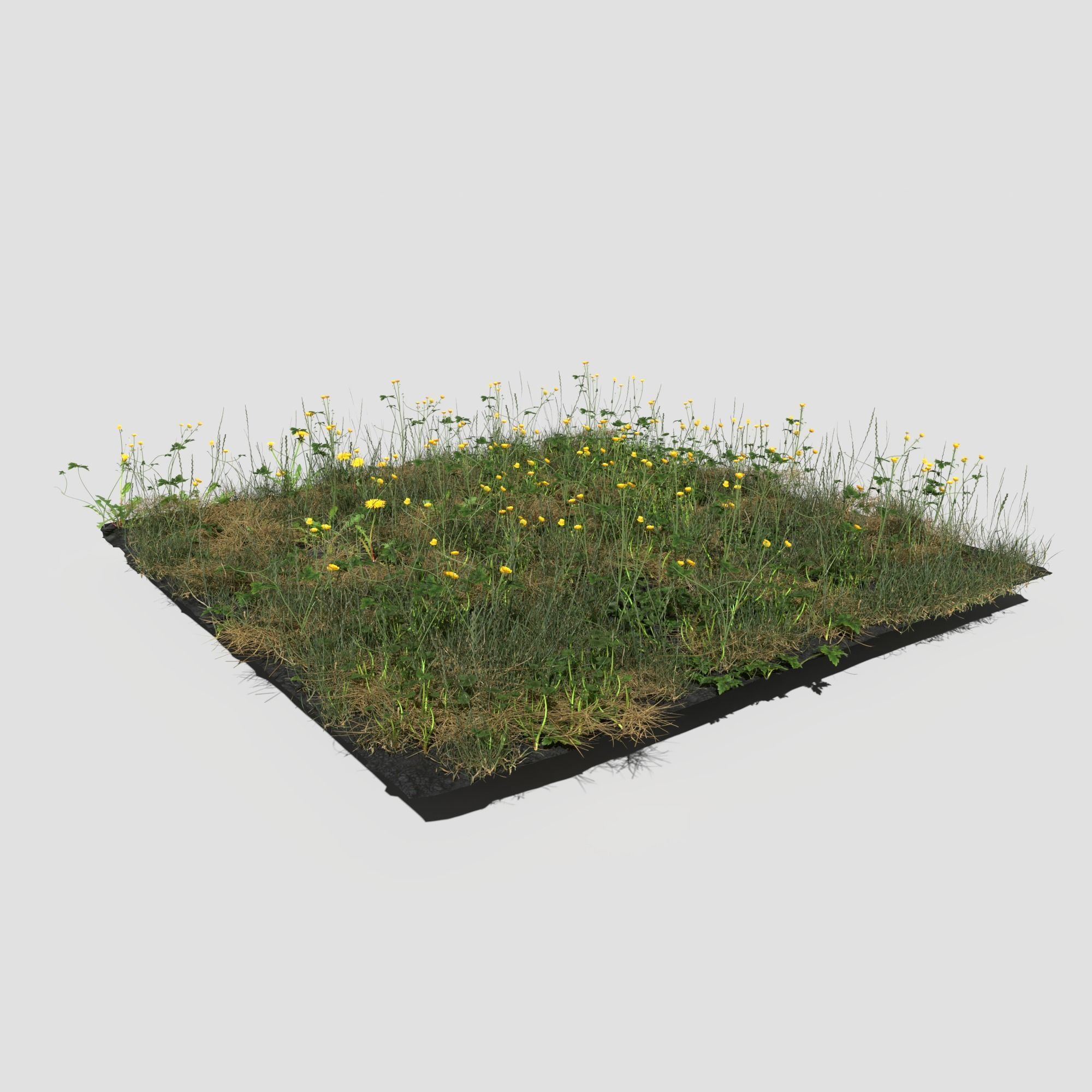 Creeping Buttercup Flower Meadow Patch 3D model_4