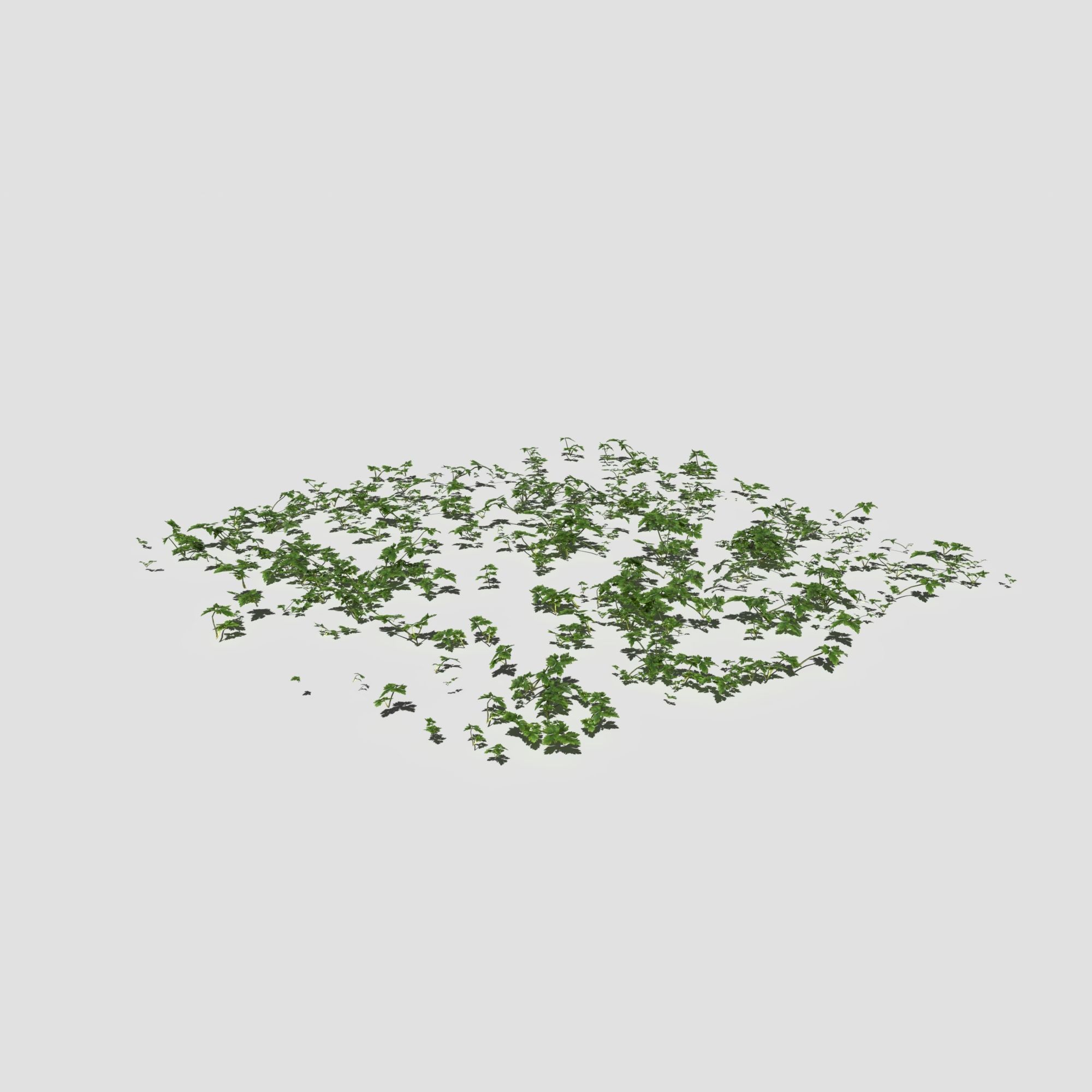 Creeping Buttercup Flower Meadow Patch 3D model_10
