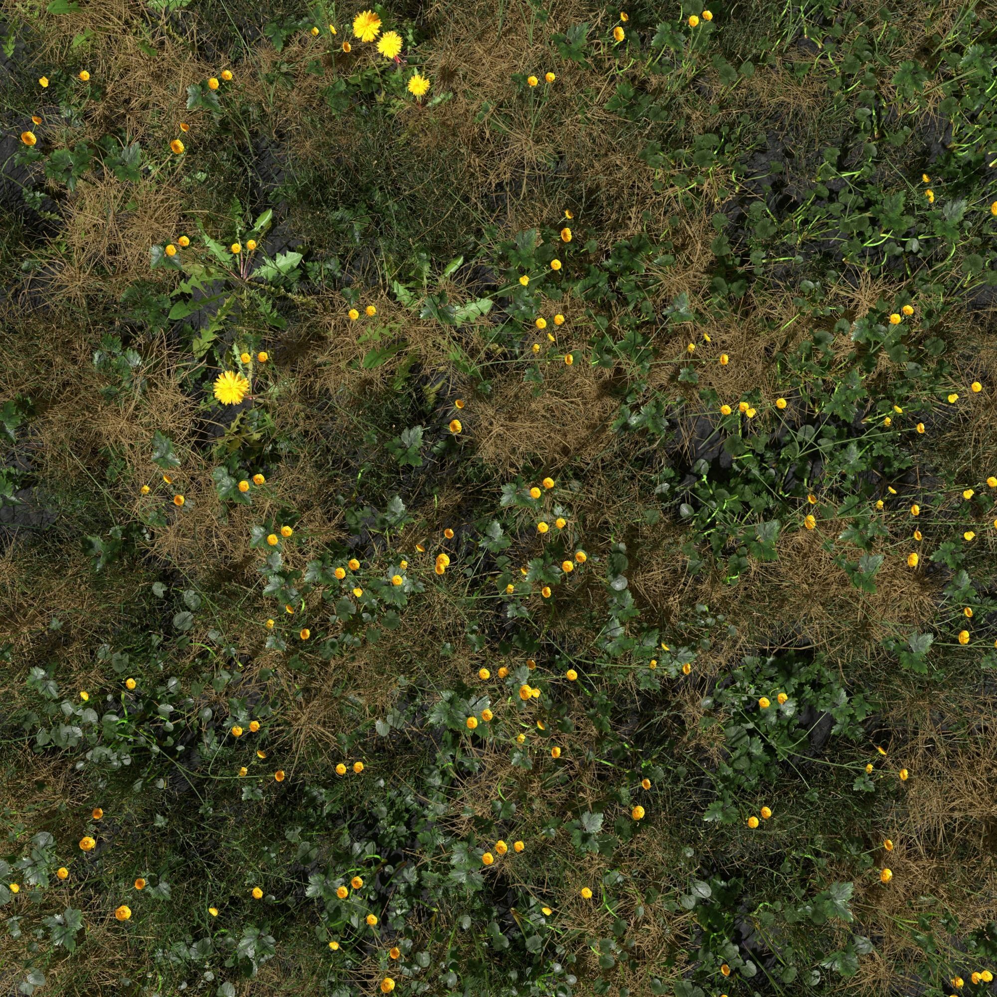 Creeping Buttercup Flower Meadow Patch 3D model_2