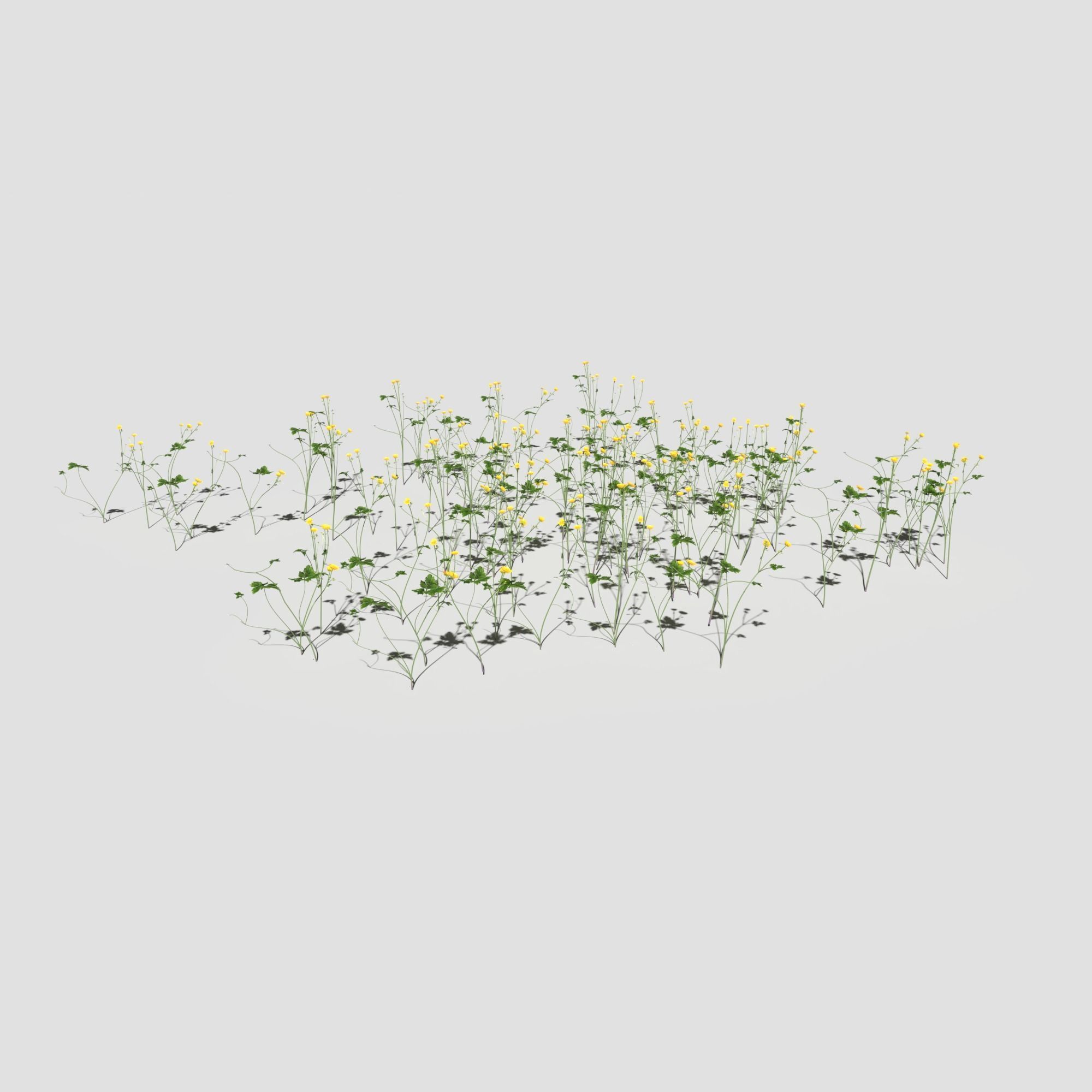 Creeping Buttercup Flower Meadow Patch 3D model_8