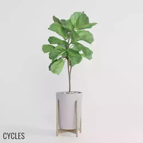 Ficus Lyrata - 0002