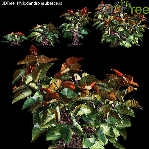 Philodendro erubescens Low-poly 3D model