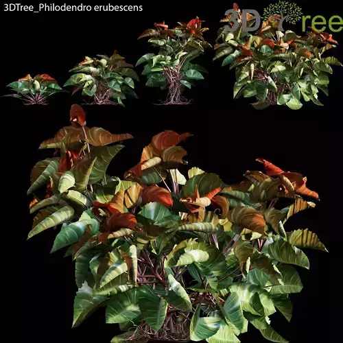 Philodendro erubescens