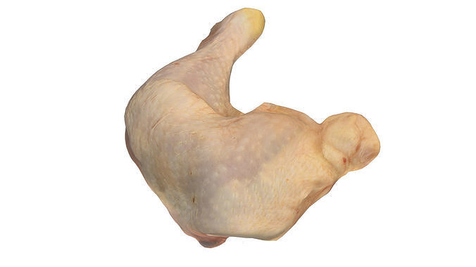 Chicken Leg Free 3D model