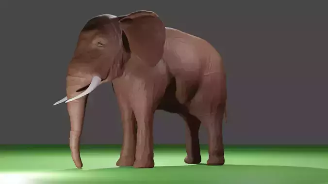 elephant on field