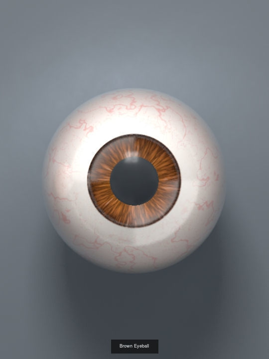 Human Eyeballs 3D Model Collection_5