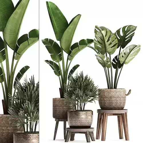 Exotic plants set 457 3D model
