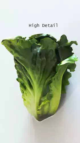 Lettuce high detail