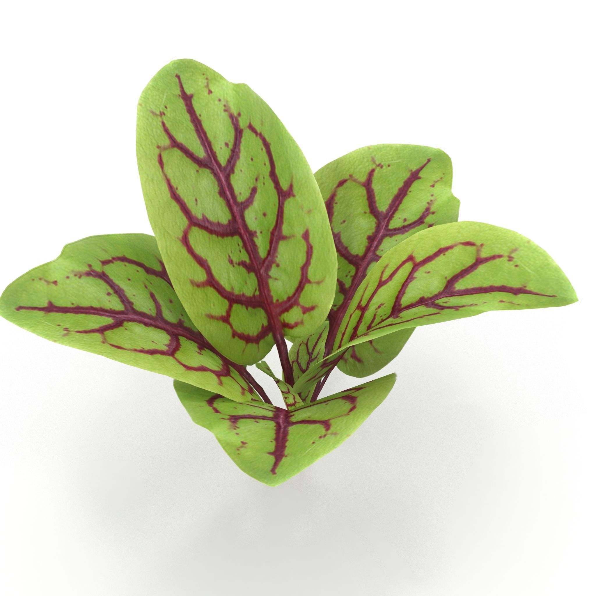 Blood sorrel 3D model_3