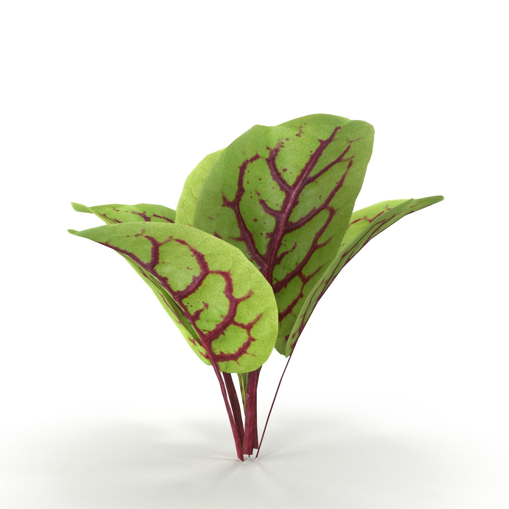 Blood sorrel 3D model_6