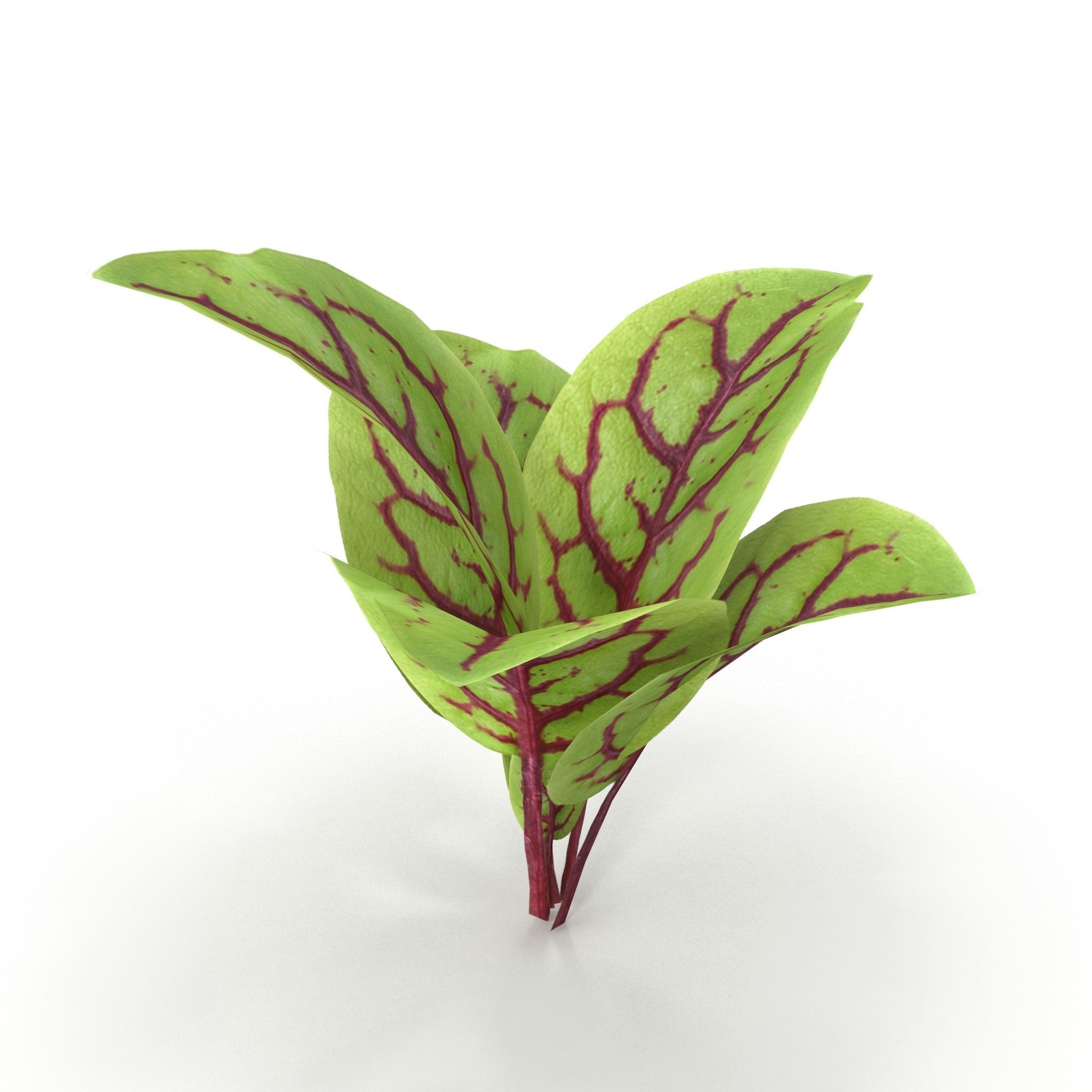 Blood sorrel 3D model_5