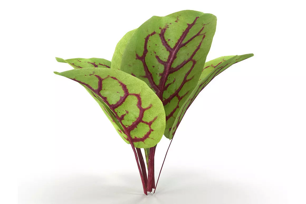 Blood sorrel 3D model_0
