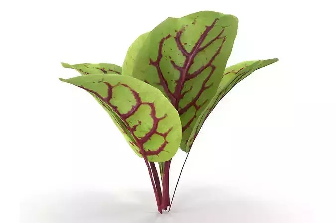 Blood sorrel