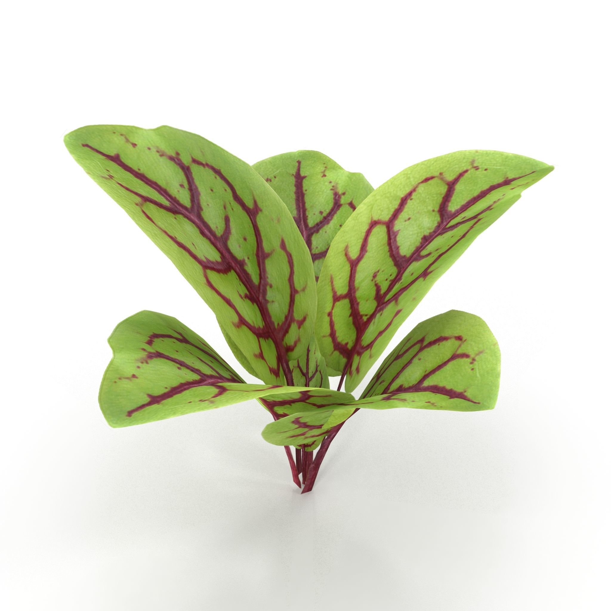 Blood sorrel 3D model_4