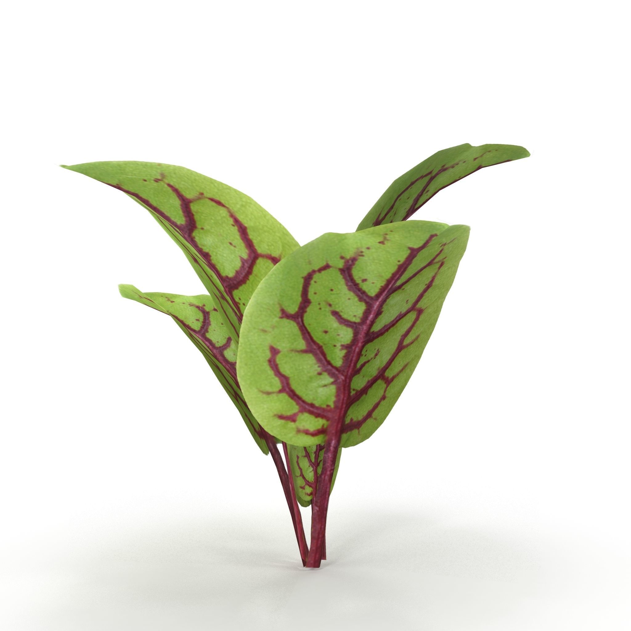 Blood sorrel 3D model_7