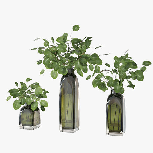 Eucalyptus 04 3D model