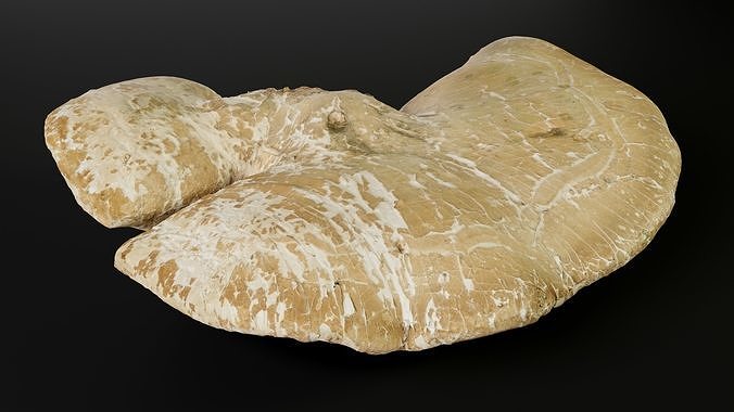 Photorealistic Tree Shelf Fungus Low-poly 3D model