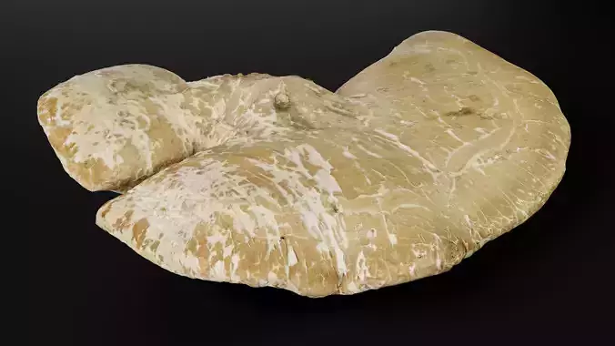 Photorealistic Tree Shelf Fungus