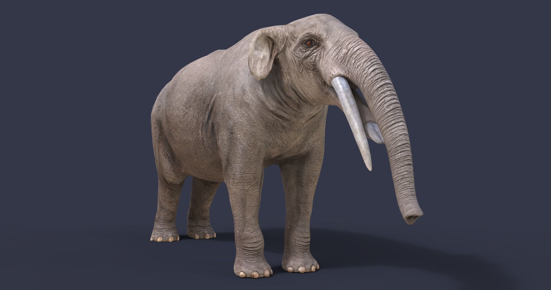Gomphotherium atavus  3D model_4