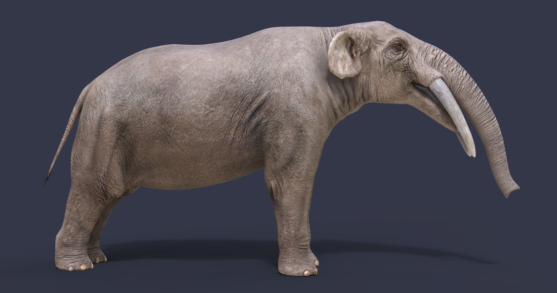 Gomphotherium atavus  3D model_6