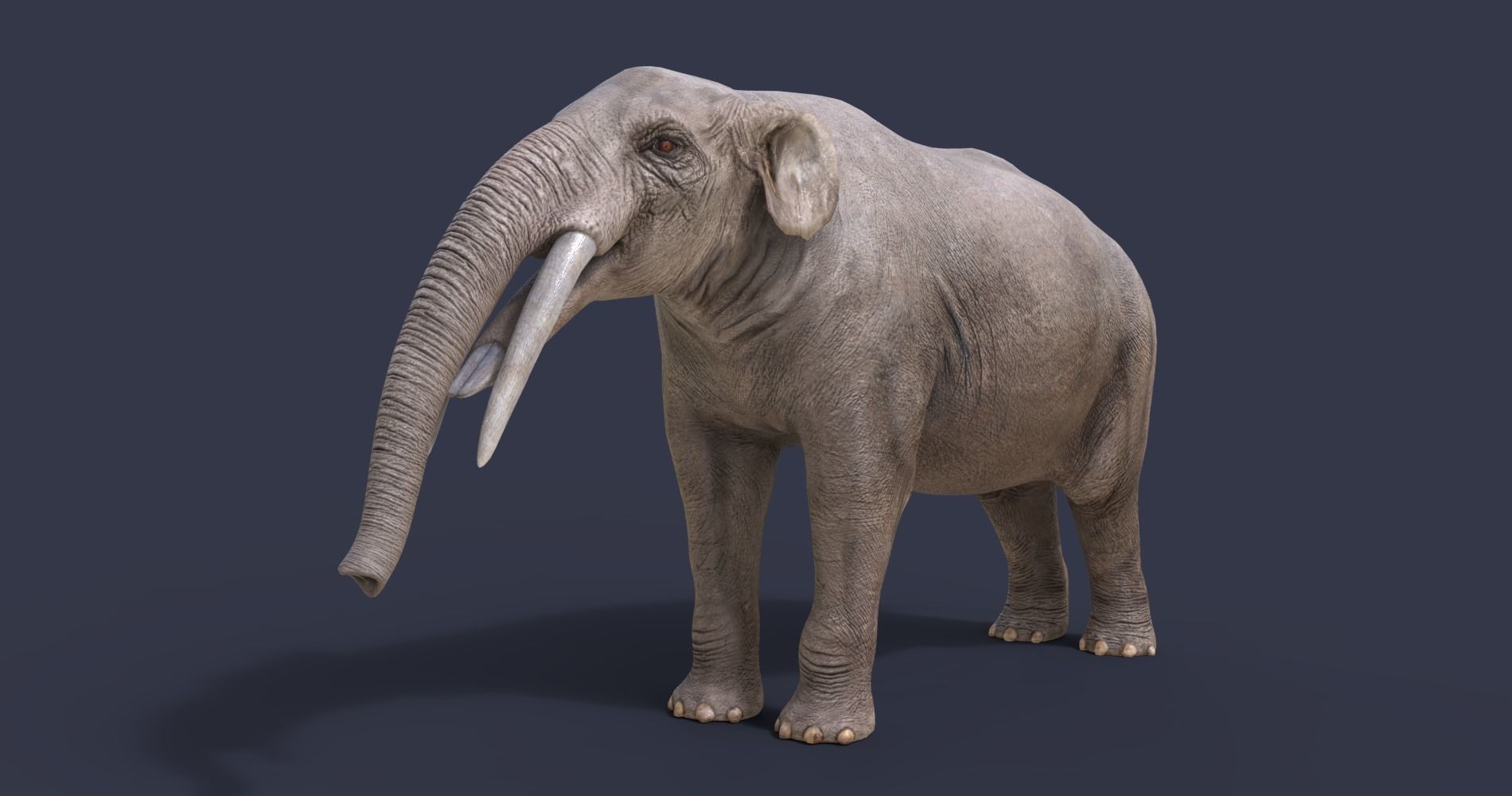 Gomphotherium atavus  3D model_1