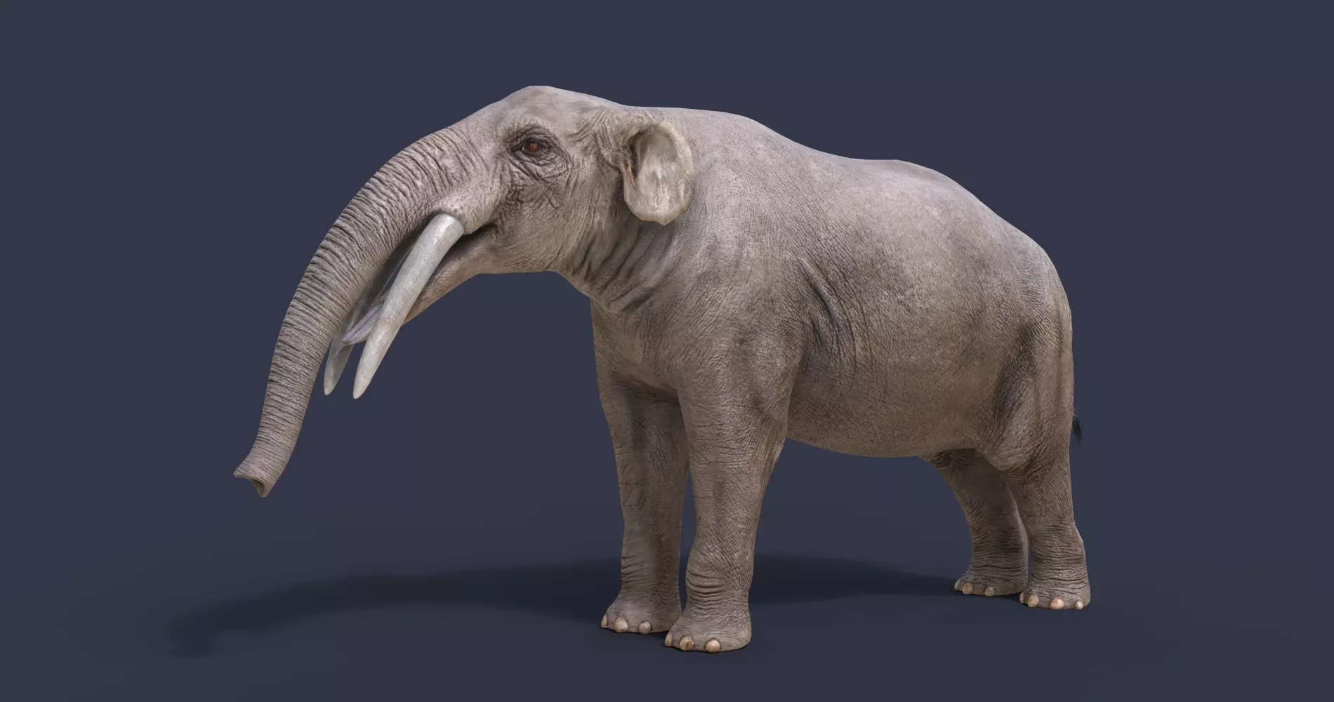 Gomphotherium atavus  3D model_0