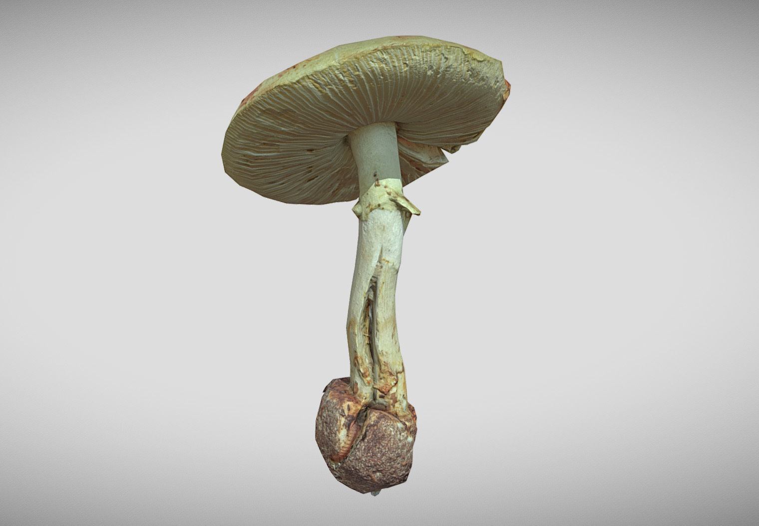 Amanita verna - fools mushroom Low-poly 3D model_14