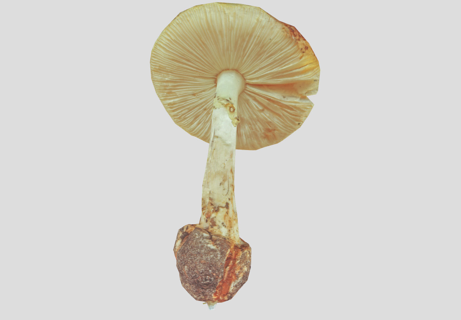 Amanita verna - fools mushroom Low-poly 3D model_4