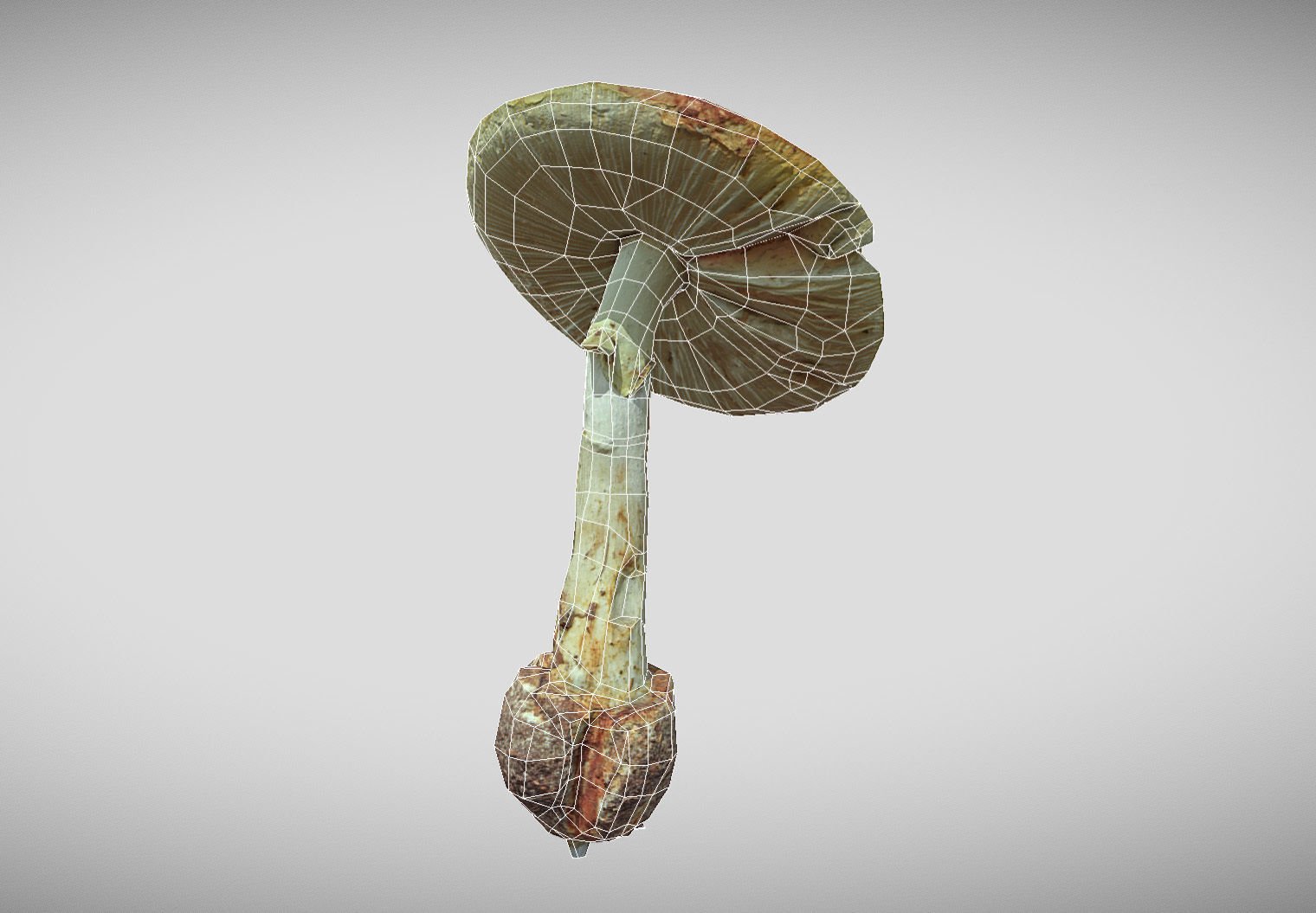 Amanita verna - fools mushroom Low-poly 3D model_3