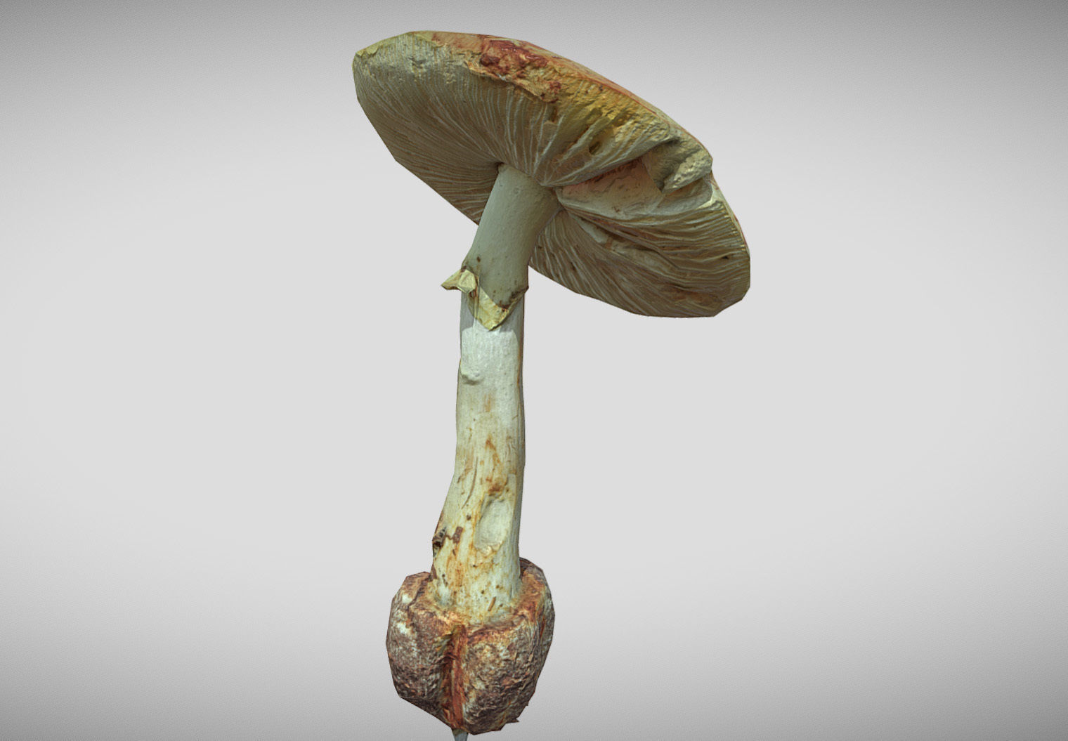 Amanita verna - fools mushroom Low-poly 3D model_5