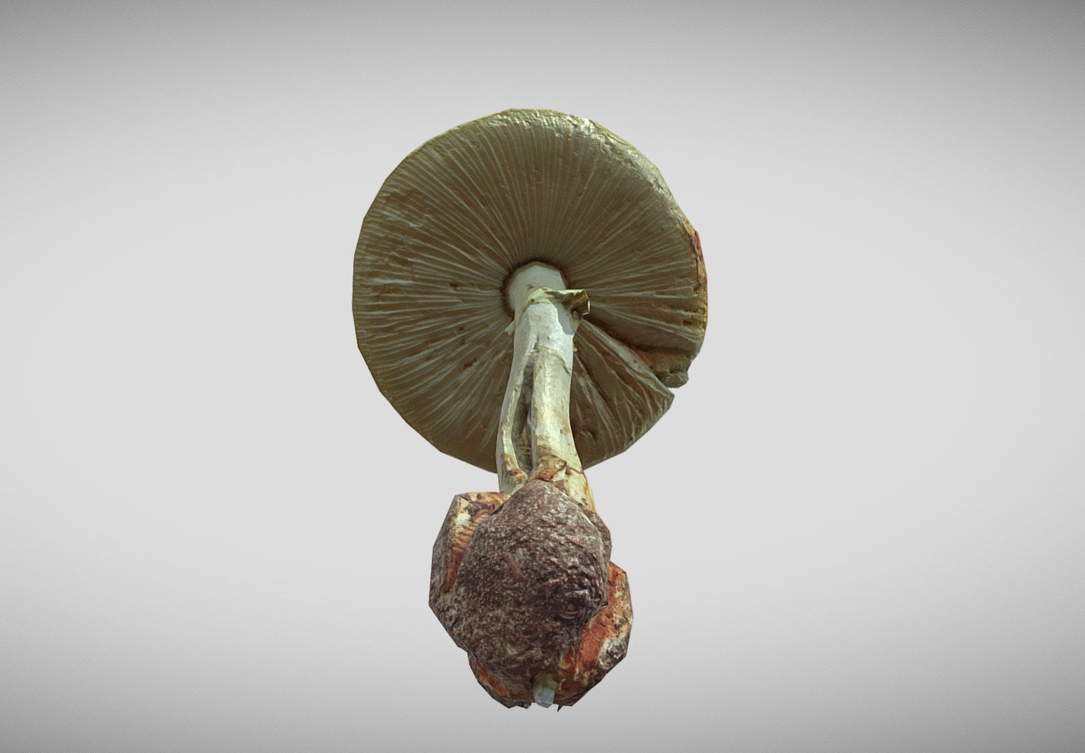 Amanita verna - fools mushroom Low-poly 3D model_11
