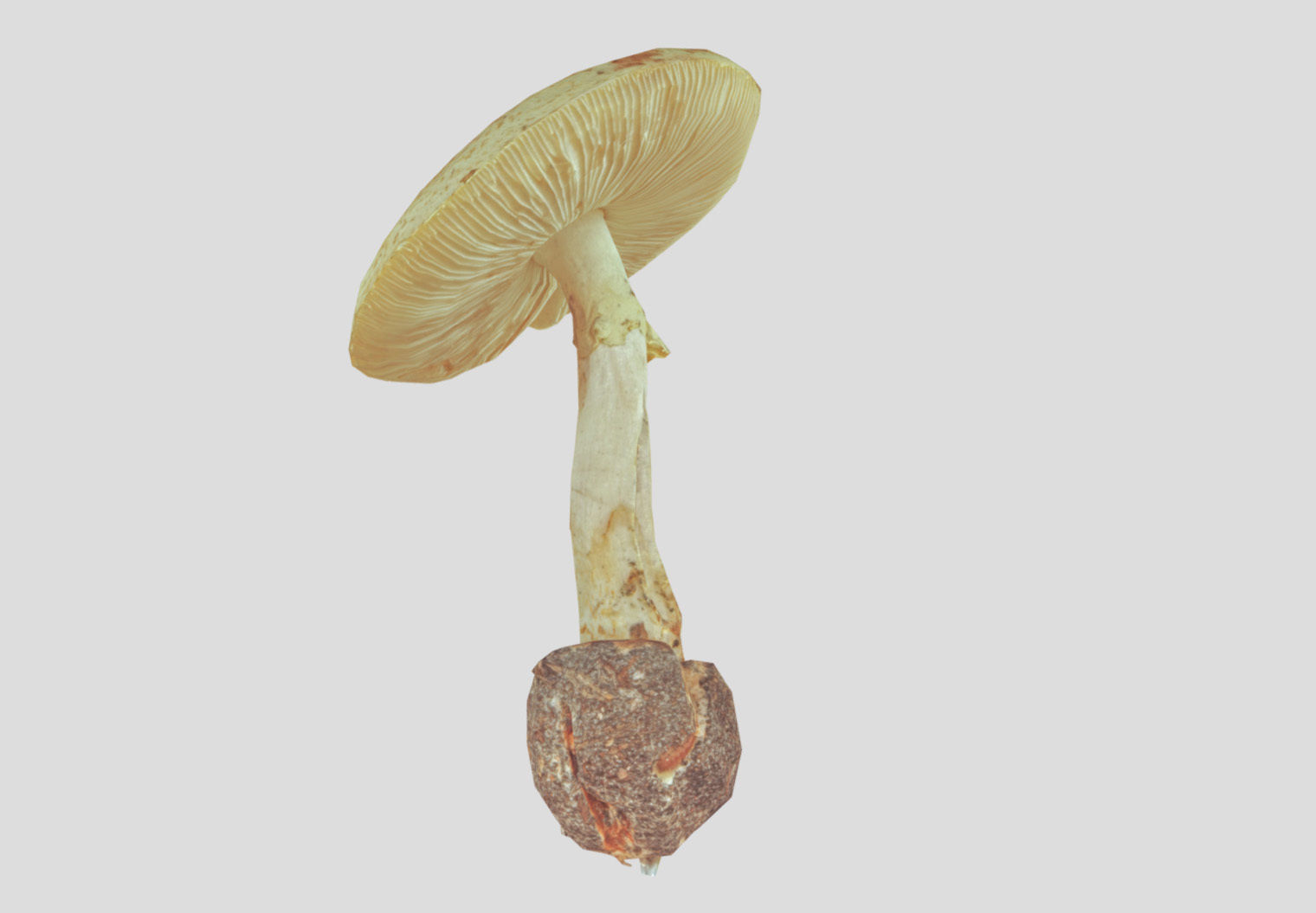 Amanita verna - fools mushroom Low-poly 3D model_57