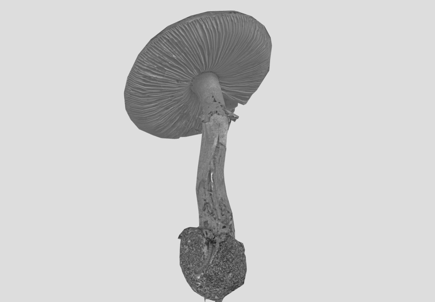 Amanita verna - fools mushroom Low-poly 3D model_37