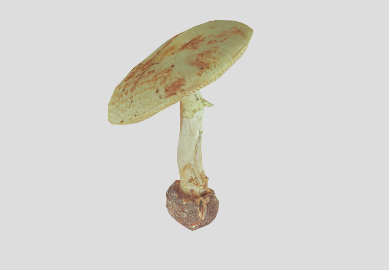 Amanita verna - fools mushroom Low-poly 3D model_49