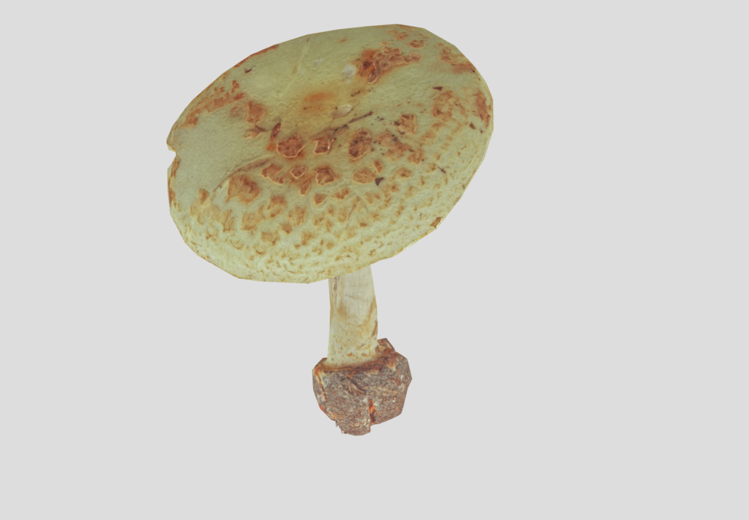 Amanita verna - fools mushroom Low-poly 3D model_48