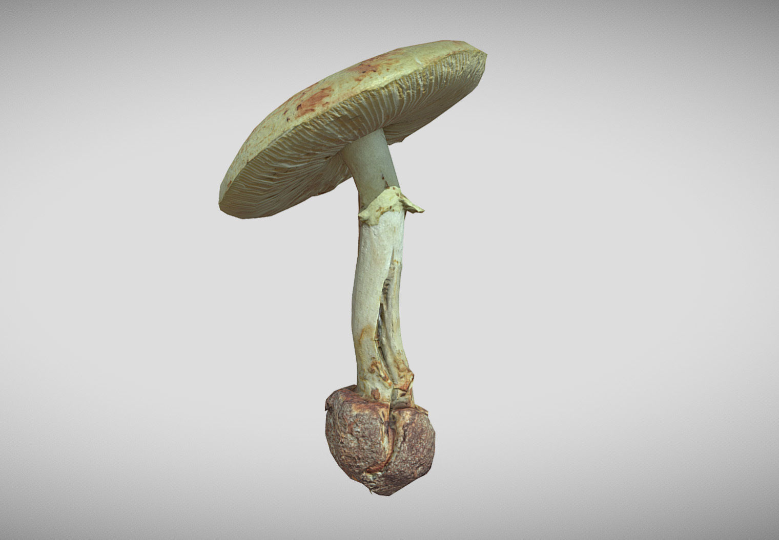 Amanita verna - fools mushroom Low-poly 3D model_10