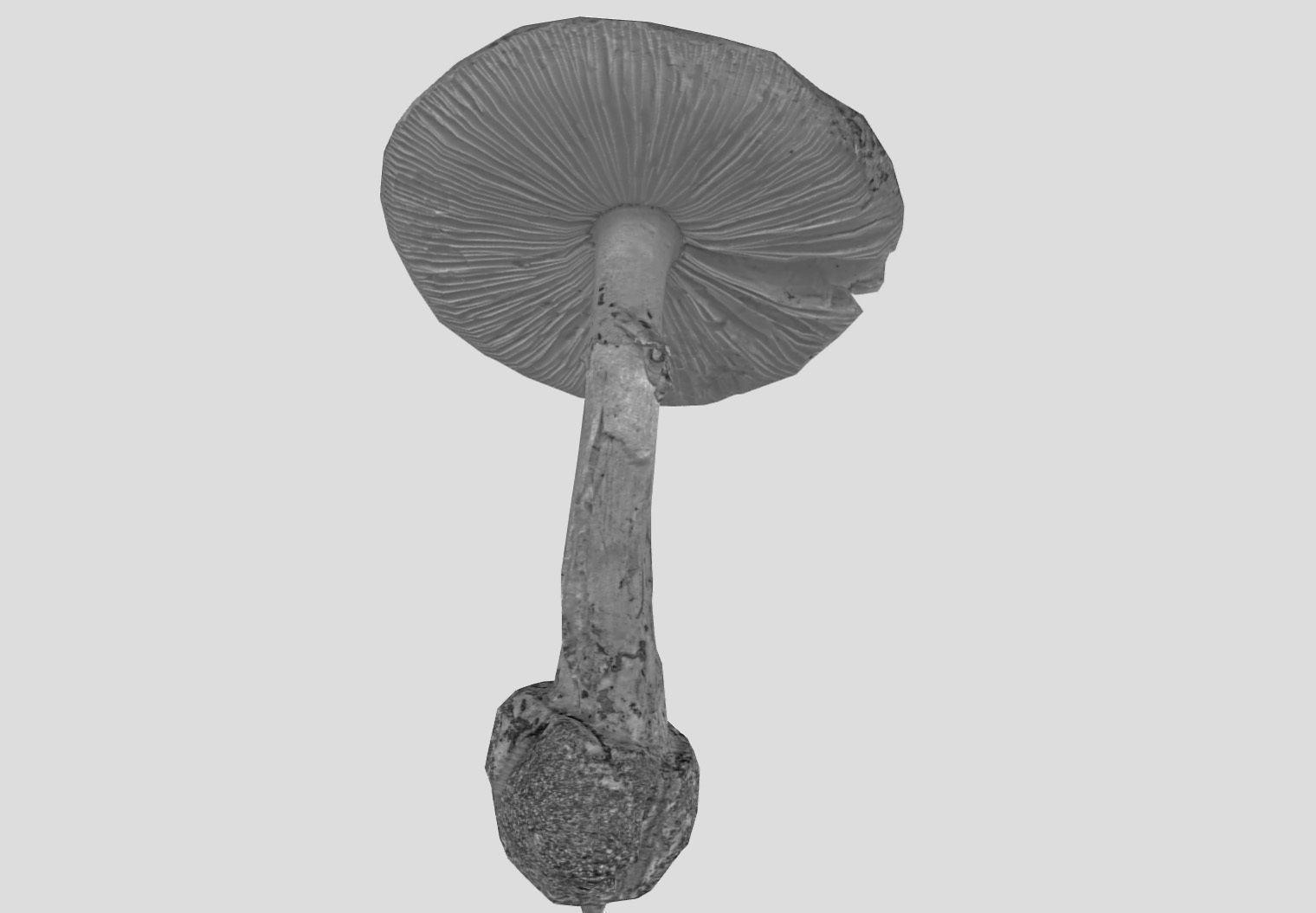 Amanita verna - fools mushroom Low-poly 3D model_33