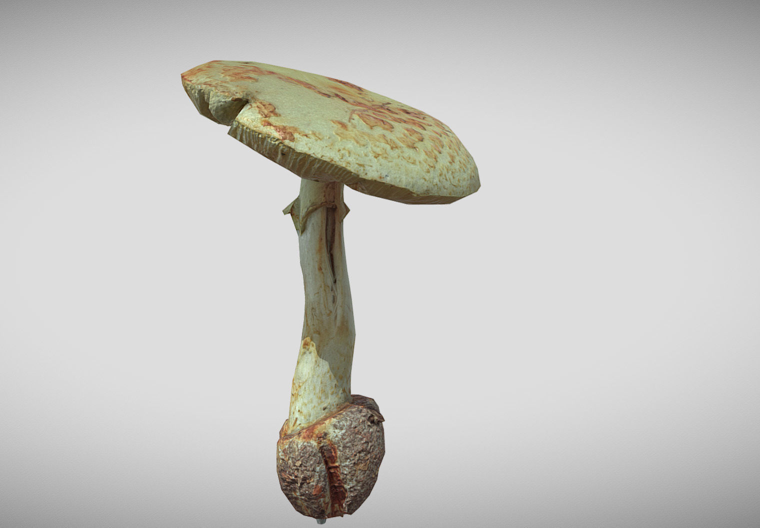 Amanita verna - fools mushroom Low-poly 3D model_8
