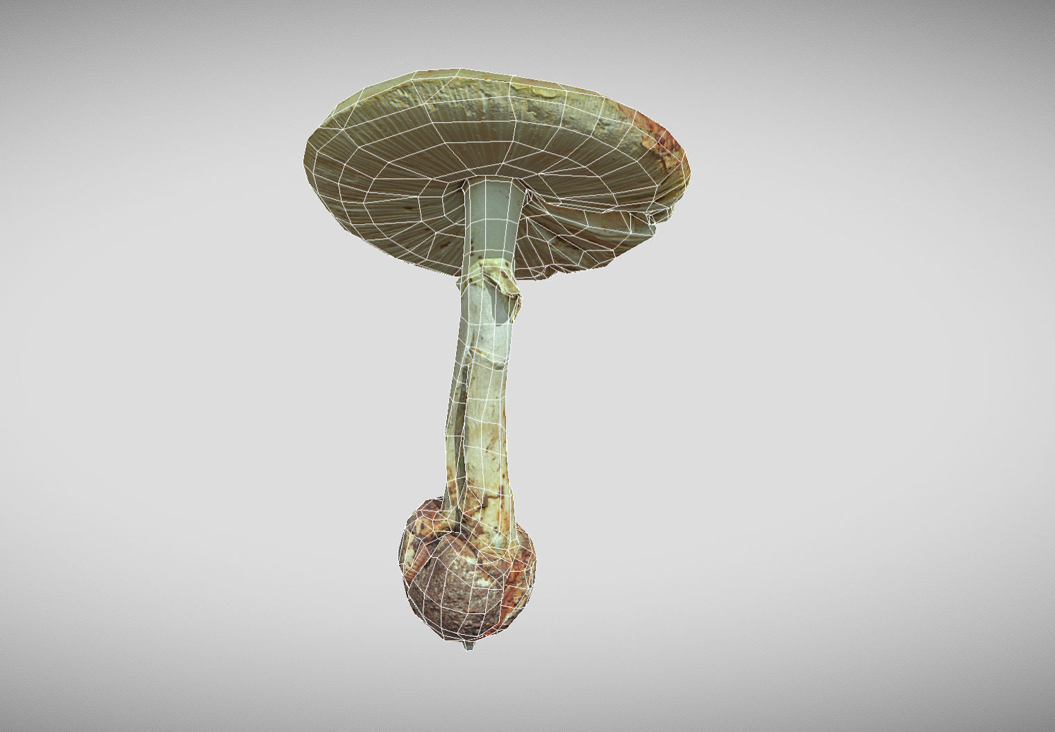 Amanita verna - fools mushroom Low-poly 3D model_58