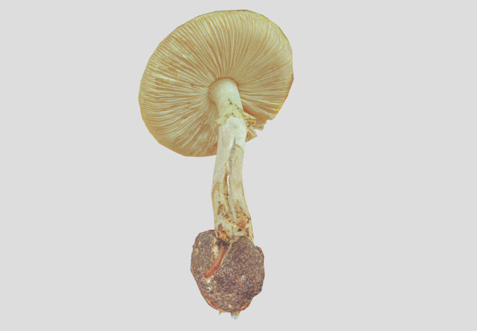 Amanita verna - fools mushroom Low-poly 3D model_53