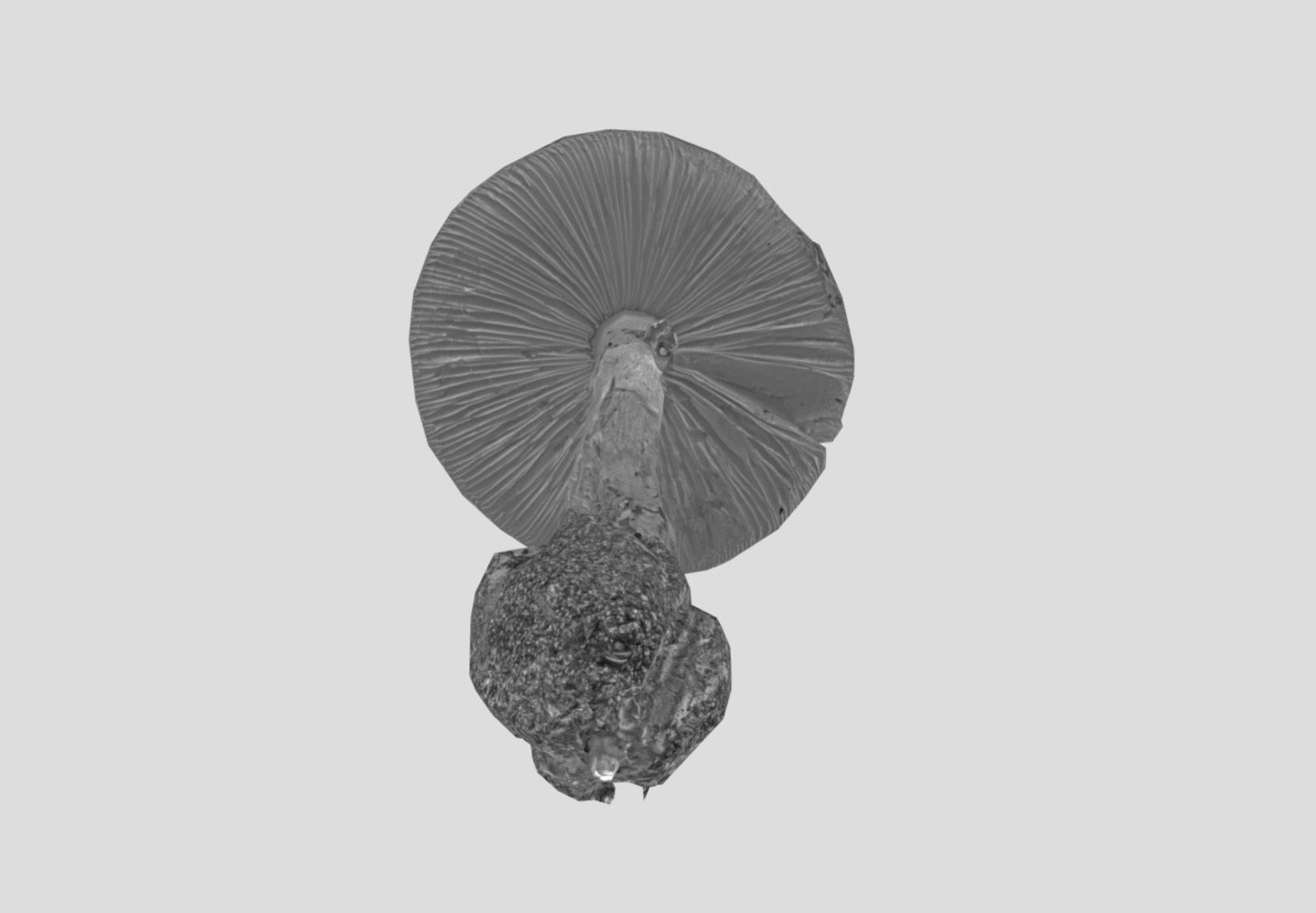 Amanita verna - fools mushroom Low-poly 3D model_32
