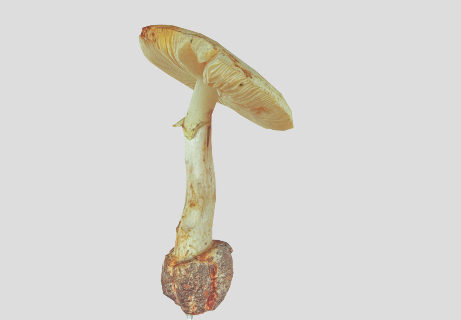 Amanita verna - fools mushroom Low-poly 3D model_47