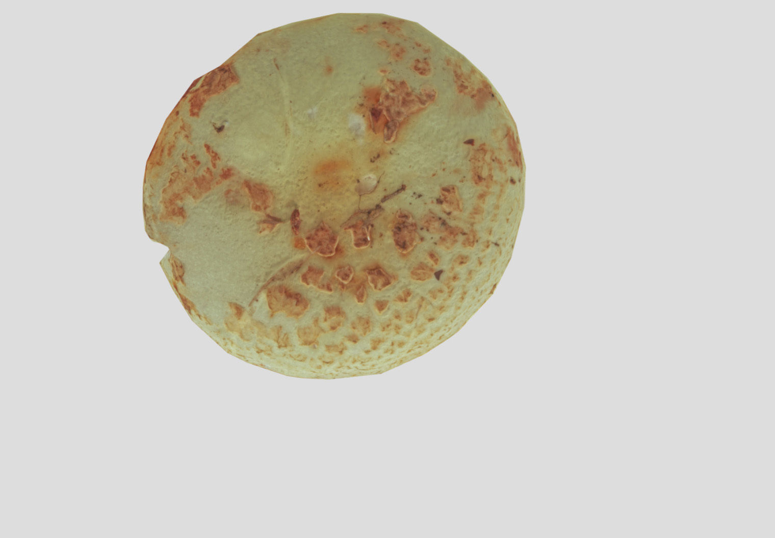 Amanita verna - fools mushroom Low-poly 3D model_40