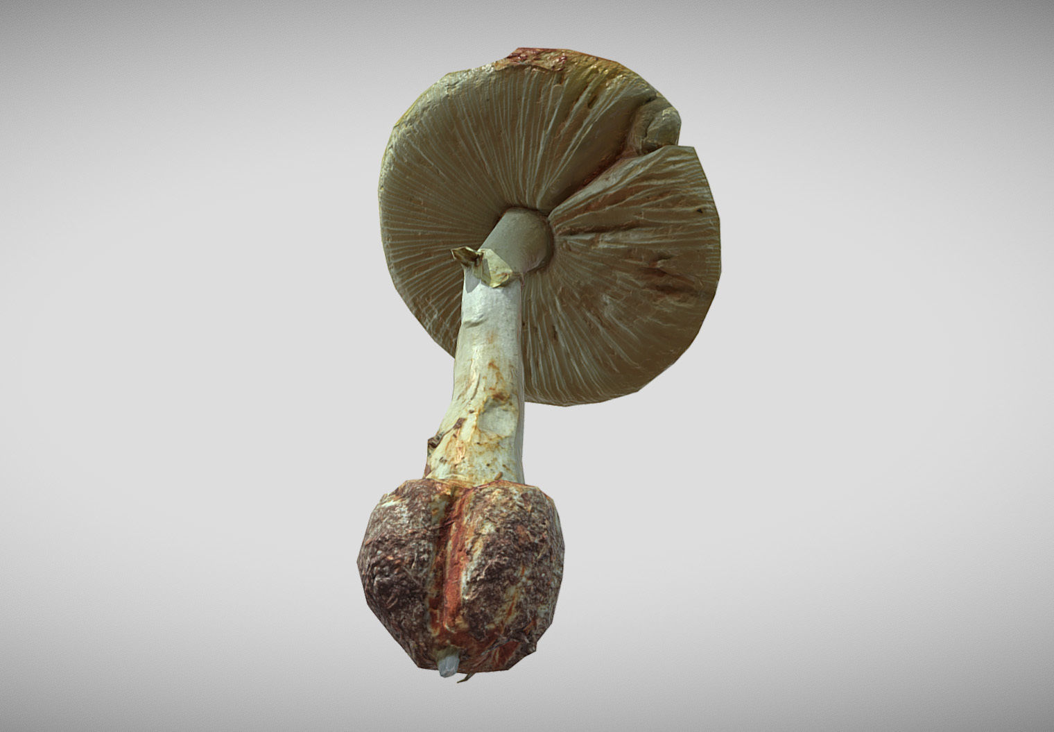 Amanita verna - fools mushroom Low-poly 3D model_9