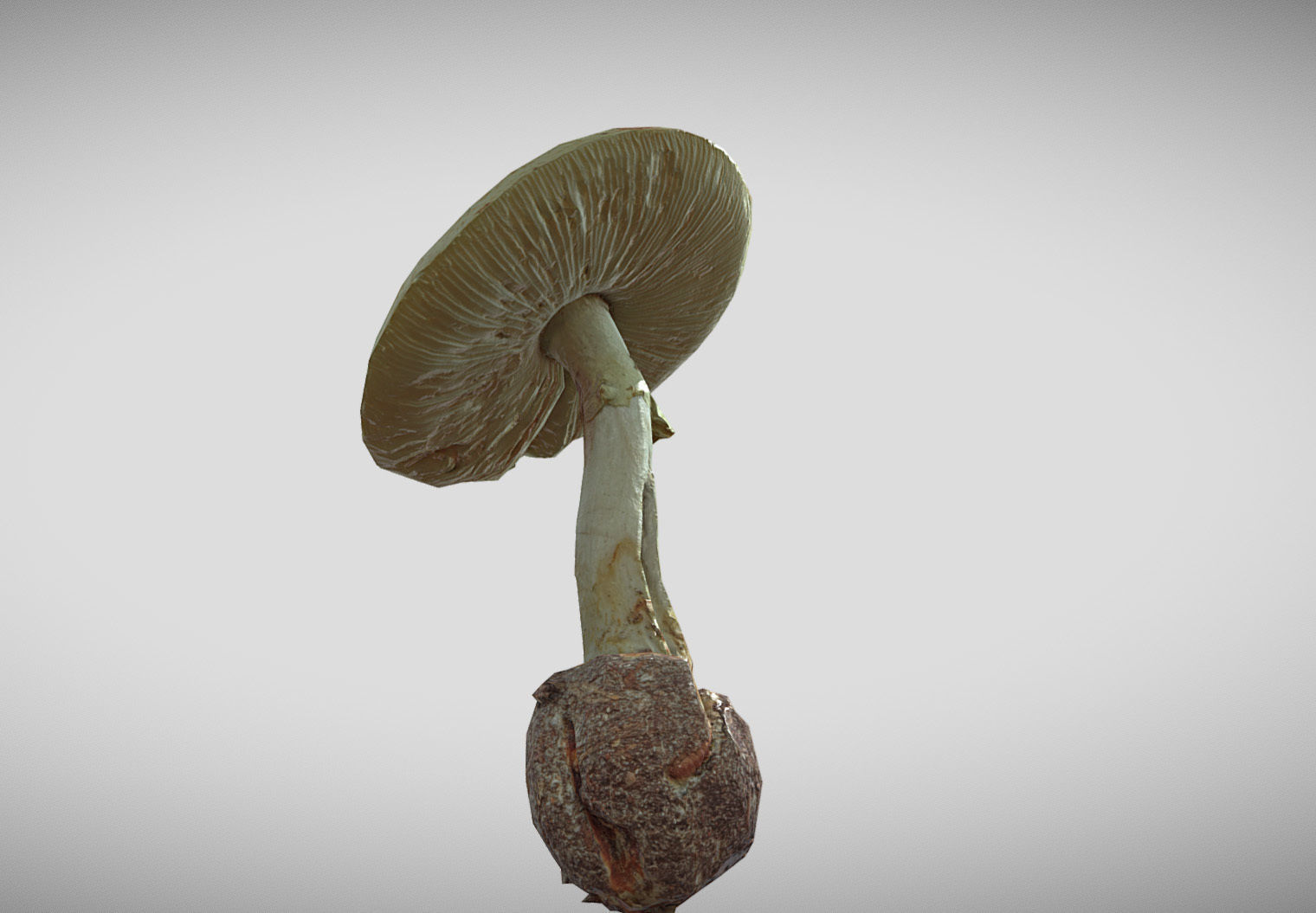 Amanita verna - fools mushroom Low-poly 3D model_6