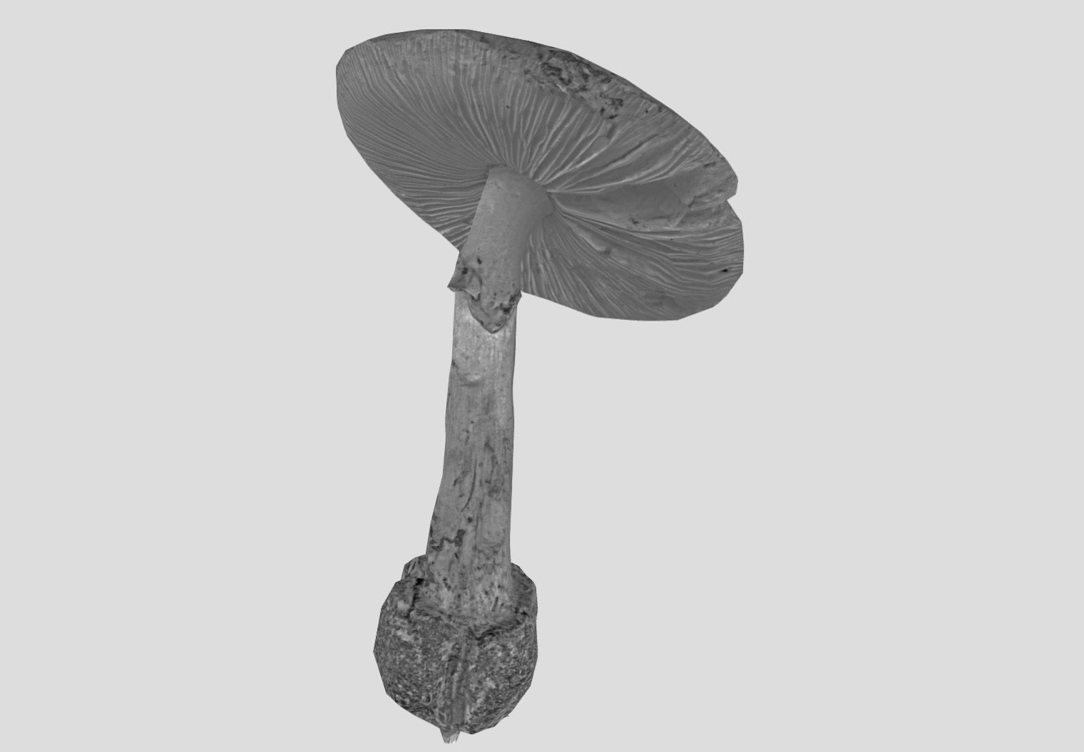 Amanita verna - fools mushroom Low-poly 3D model_35