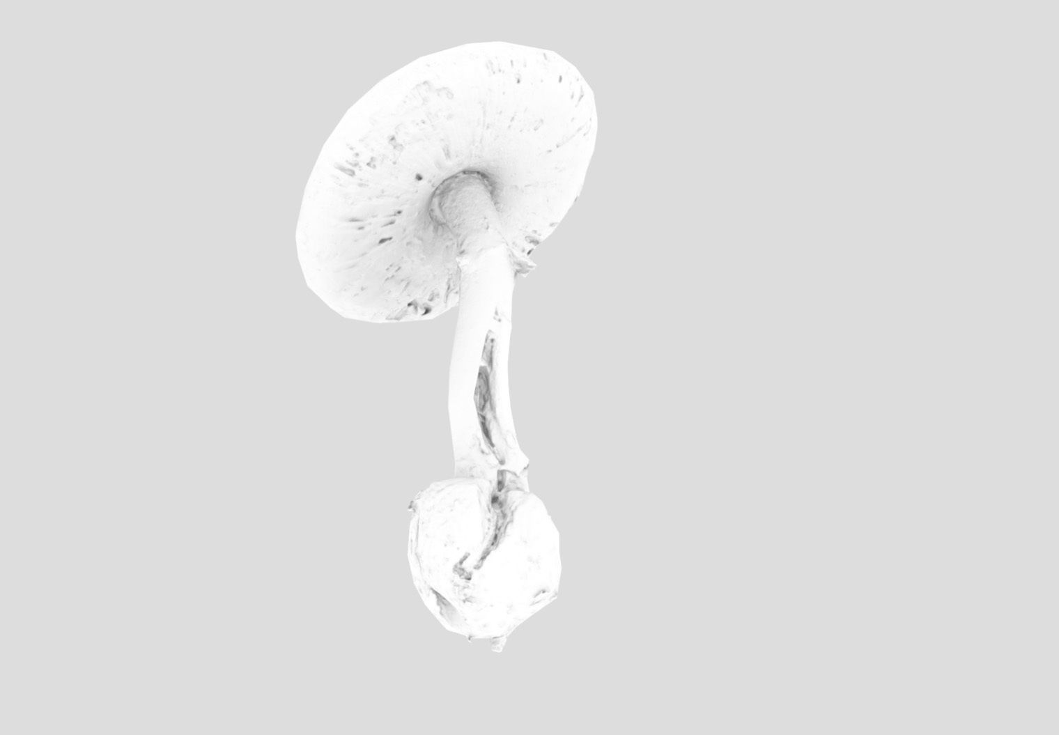 Amanita verna - fools mushroom Low-poly 3D model_31